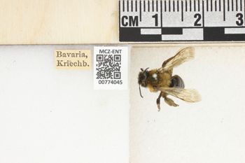 Media type: image;   Entomology 774045 Aspect: Labels